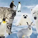 Një arush polar, leopard dëbore, një fokë e bardhë, lepur arktik dhe disa pinguin janë në një peizazh me dëborë