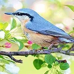 Një zog me pendë blu-gri dhe bark ngjyrë portokalli është ulur në një degë me gjethe të gjelbra dhe lule të kuqe e të bardha