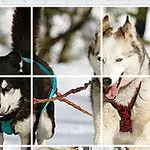 Dy qenë husky duke tërhequr një sajë në borë, me pemë të turbullta në sfond