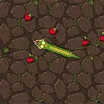 Gjarpër i gjatë lëviz midis disa mollëve të kuqe mbi një sfond me gurë kafe